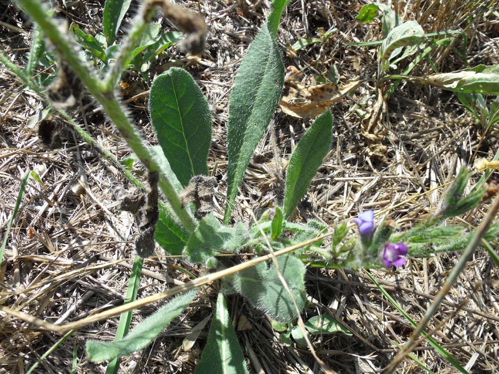 Anchusa officinalis